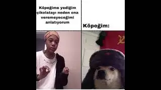 Hav hav (çikolata istiyor)