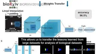 Mimicry embedding for advanced neural network training of 3D biomedical micrographs
