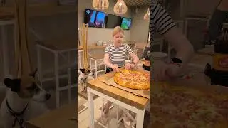 Время обеда #джекрасселтерьер #jackrussellterrier #evrospar #pizza #пицца