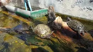 Freshwater Turtles