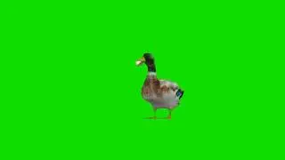 बत्तख (Duck) Cartoon Green Screen || Duck Green Screen video