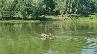 Дикая утка, защищая свой выводок, нападает на нашего алабая Дусю, а потом отвлекая - уводит от утят
