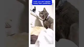 Забавные котики