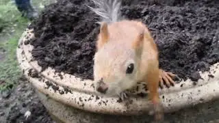 Немного странная, но милая белка / A little strange, but cute squirrel