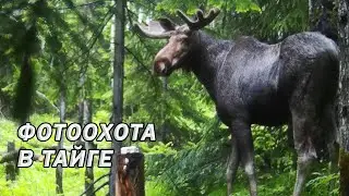 Лось на солонце. Фотоловушка в лесу / Лесной ASMR