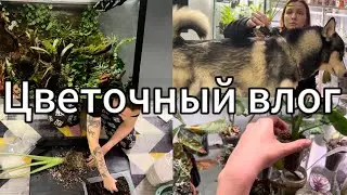 Зелёный влог | Пересадка | Полив | Уборка флорариума | Распаковка