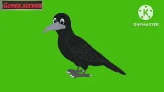 crow free green screen video no copyright free...2023