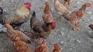 Toyuq və cücələrin kixini və virus xəstəliklərini müalicə edən vasitə