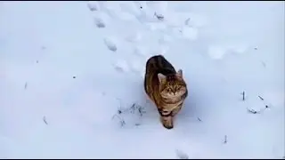 Милый котик выходит на тропу. Это называется - 