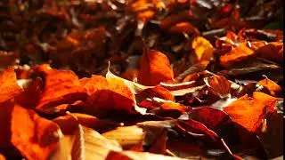 [Free Stock Video] Autumn Foliage / Fallen Leaves / 4K 29fps