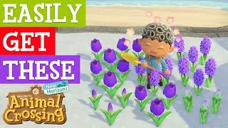 SUPER easy way to get rare purple hyacinths and purple tulips - Animal Crossing New Horizons
