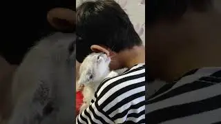 кусь-кусь #котики #собаки #животные #милота #хочуврек