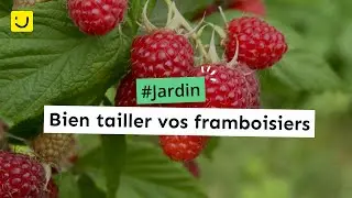 Bien tailler vos framboisiers
