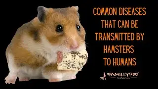 Common Diseases that can be Transmitted by Hamsters to Humans