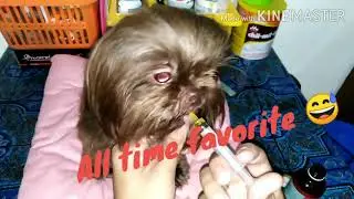 Vitamins for Dogs- Supplement Guide for Dog Owners