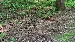 Белки. Парк Рассказовка.