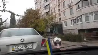 Как пугаются котики прикольно смешные видео про котов