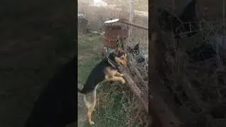 собака учиться стоять на задних лапах #shorts
