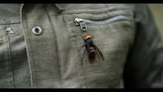 Murder Hornets on the Rise! Honeybees most affected.