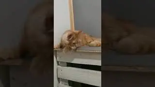 Котик мейн-кун. Красный, возраст 6 месяцев. Свободен.