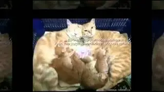Кот уборщик  кот убирается в доме ! РЖАКА!