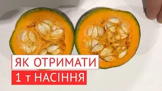 1000 кг насіння гарбуза у сухій масі з гектару