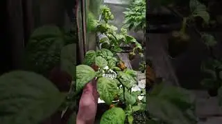 У 7 Pot Burgundy отваливаются плоды сами #7potburgundy #своимируками #острыйперец #spicy #hotpepper