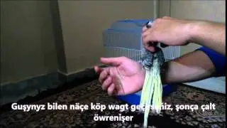 Muny görmek gyzykly! - Guşlary nädip ellekileşdirmeli? Degishmeler ya-da Turkmen prikol däldir.