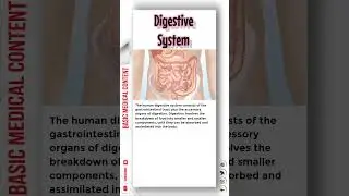 Digestive system 