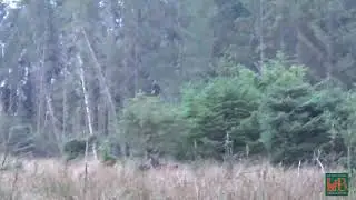 Caccia al Cervo - scherzando si fanno prove di bramito