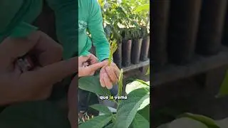 IMPROVE your GRAFTS! 