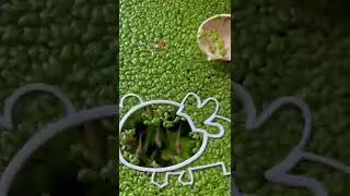 Axolotl Portal 🦎