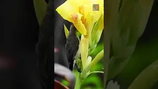 Sunbird #viral #shorts #trending