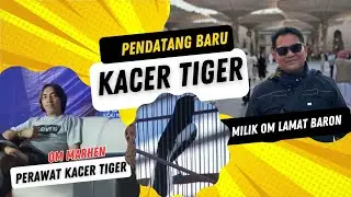 AKSI KACER  TIGER PENDATANG BARU MILIK OM LAMAT BARON || PERAWAT MARHEN
