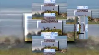 YTPMV Windows 7 Wildlife Video Scan^2