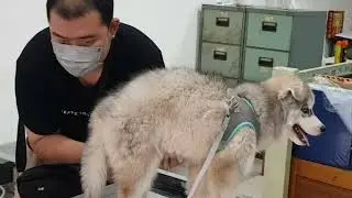 microchip installation on husky puppy 