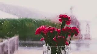 Soothing Rain to Sleep Instantly, Rain Sounds for Sleeping, Insomnia, Studying Relaxing. Raining