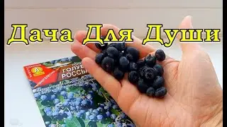 Вырастить ГОЛУБИКУ из ЯГОДЫ... возможно ли это?