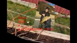 ВИНОГРАДНАЯ ЛОЗА 2022