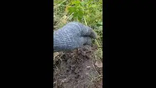 хобби#коп#манеты#грибы#море-избер#золото партии-советы##