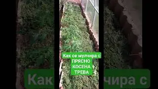 Мулч за домати от прясно косена трева. Дебел слой мулчиране.