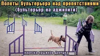 Прыжки бультерьера через препятствия в замедленной съемке. Минибуль Данчик на аджилити.