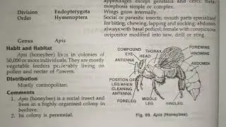 apis (honeybee) classification, habitat and comments zoology practical bsc best handwritten study
