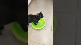 Кошка полюбила воду 