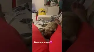 Люблю его морские🩷🇨🇭 