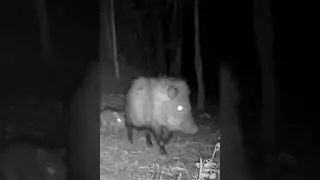 ?☠️ #subscribe #shorts #animals