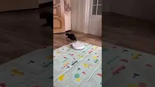 Муся + Вася?!😀❤️