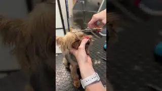 Before & after Yorkie grooming