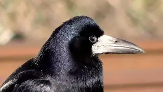 Залізничний вороній клан! Птахи серед нас.
