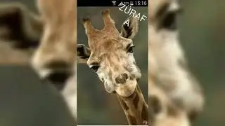 Nesli tükenmekte olan hayvanlar